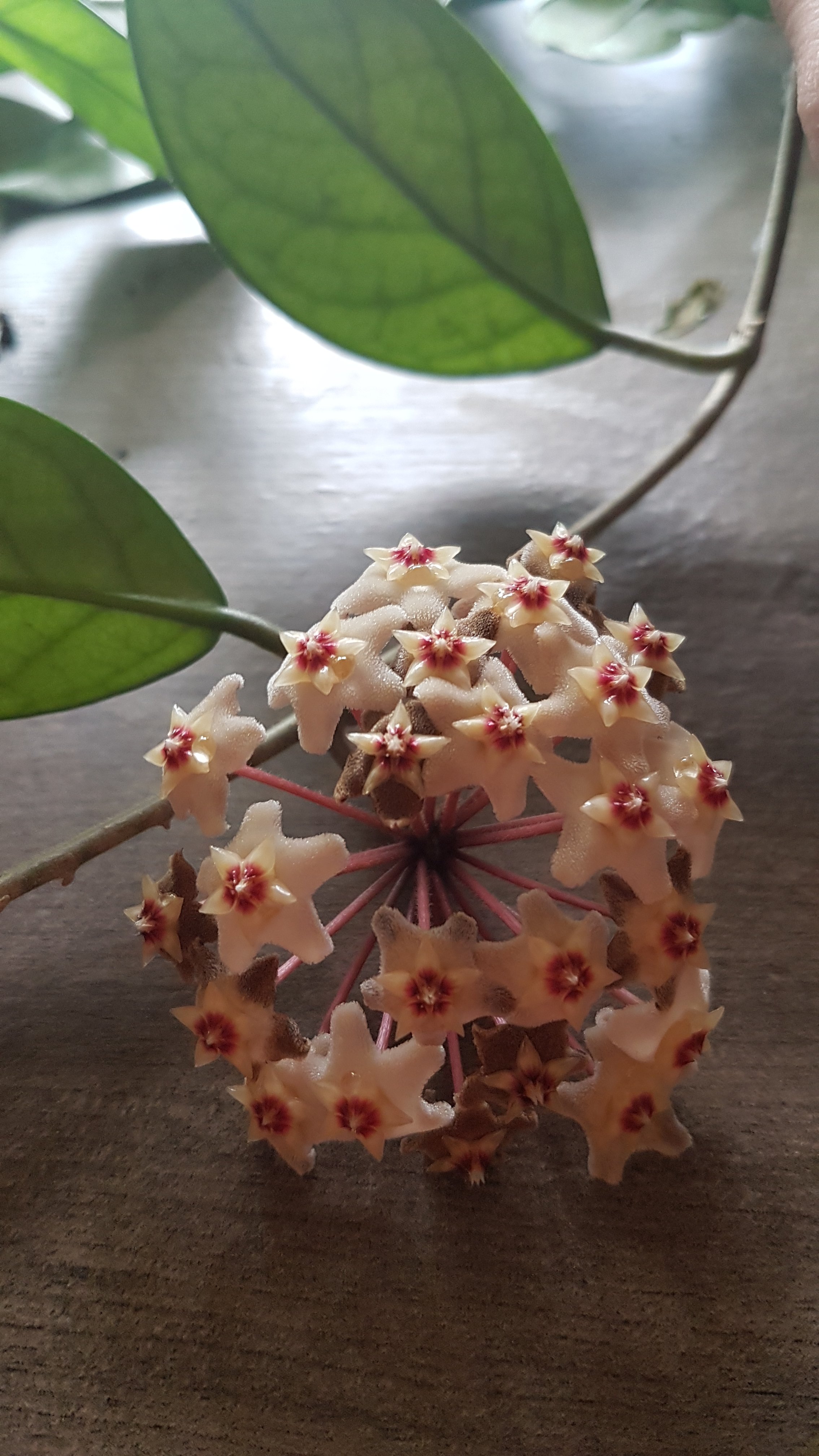 This Hoya has had this flower for 3 weeks so it is starting to dry up but is still pretty!