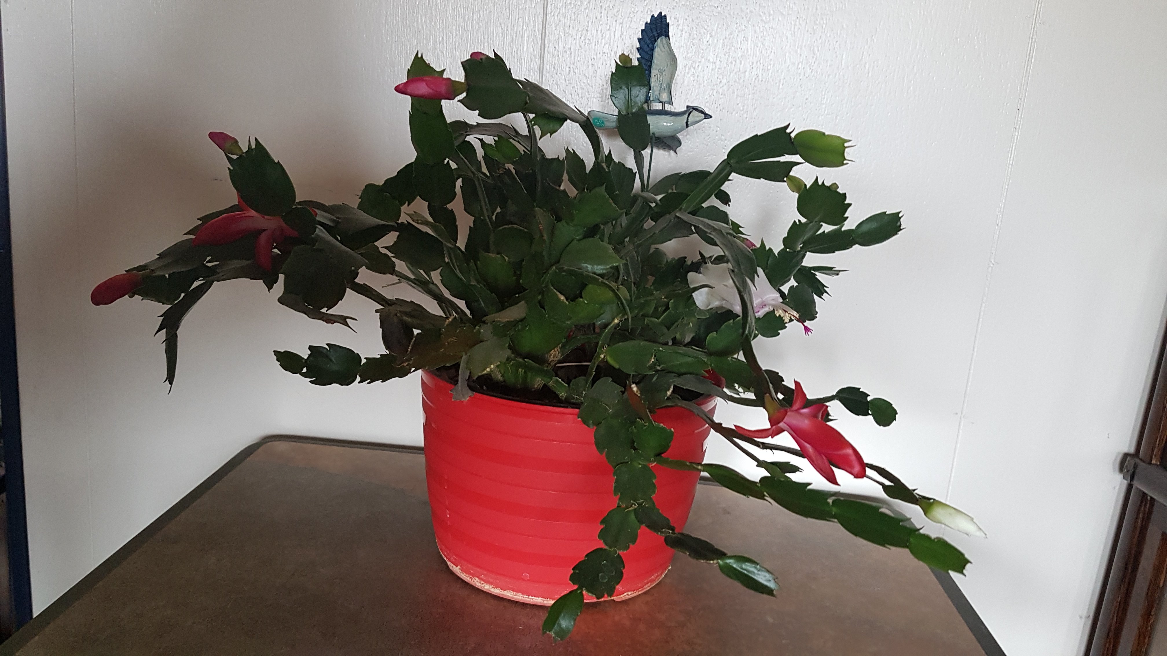 Easter Cactus.  It is red on one side and white on the other side.  Blooms are almost ready.  Easter came a little early this year.