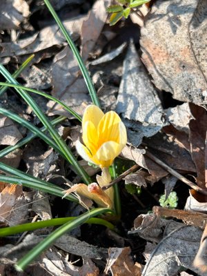 50&#x20;years&#x20;ago,&#x20;when&#x20;we&#x20;were&#x20;dating,&#x20;I&#x20;first&#x20;encountered&#x20;very&#x20;early&#x20;crocuses&#x20;in&#x20;Dale&#x27;s&#x20;garden.&#x20;I&#x20;fell&#x20;in&#x20;love&#x20;with&#x20;these&#x20;tiny&#x20;&quot;snow&#x20;Crocuses&quot;&#x20;--&#x20;and&#x20;with&#x20;a&#x20;man&#x20;who&#x20;could&#x20;appreciate&#x20;them.