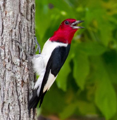 My friend in the woods looked about like this today, but this photo was taken by Larysa Johnston (http://www.publicdomainpictures.net/view-image.php?image=48920&picture=red-headed-woodpecker)