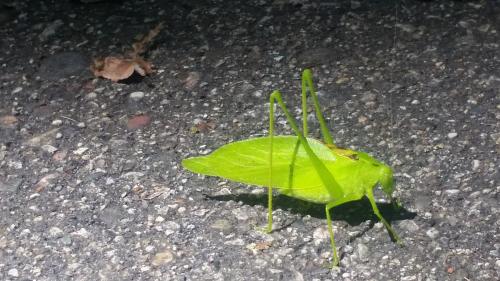 My leafhopper friend