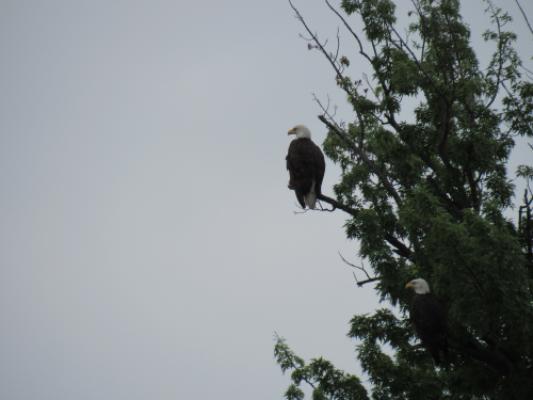 Two of my eagle friends from the bike trip