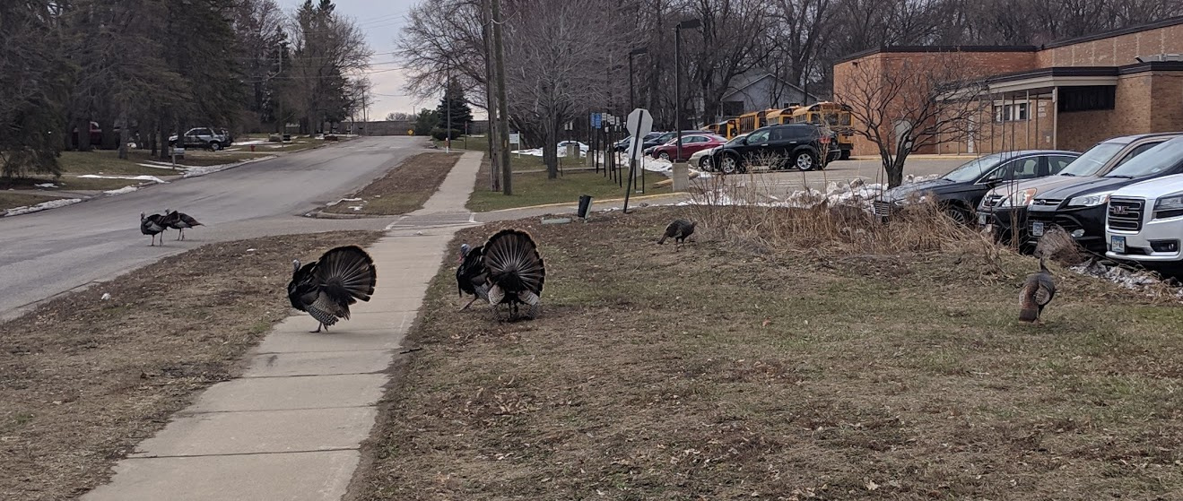Some of my turkey friends in the suburbs