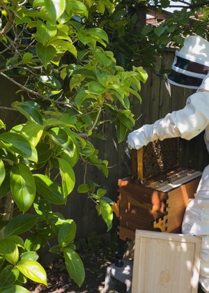 Moving&#x20;the&#x20;bees&#x20;into&#x20;their&#x20;new&#x20;home&#x20;with&#x20;expertise.&#x20;