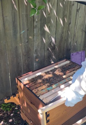 Bees&#x20;settling&#x20;into&#x20;their&#x20;new&#x20;space.