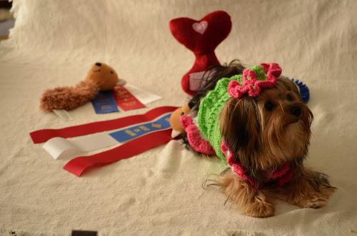 Bella with all of her prizes. 1st in Best Look-Alike, 2nd in Best Dressed, 3rd in Best Eyes, and Best In Show!
