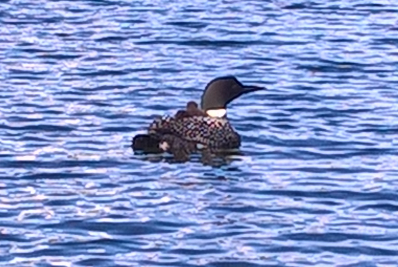 The pair of loons have added two more to their family.