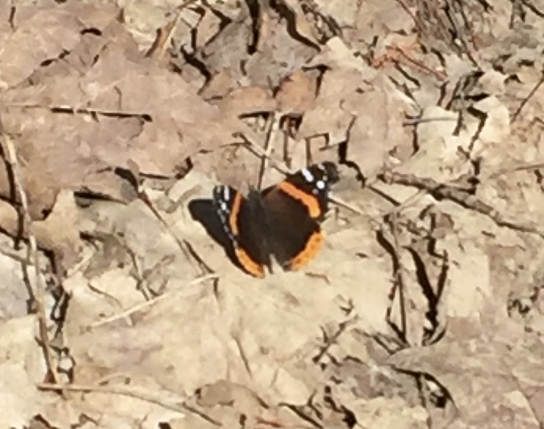 This beautiful butterfly, a Red Admiral, has been biding time all winter. Welcome!