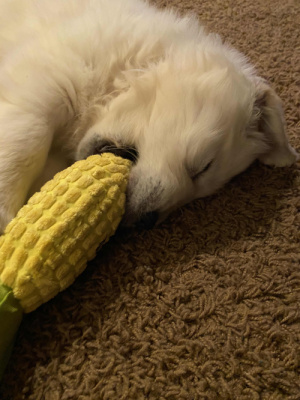Timber fell asleep with the toy in his mouth.