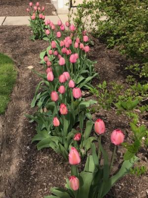 Pink tulips in bloom at Algonquin Road School!