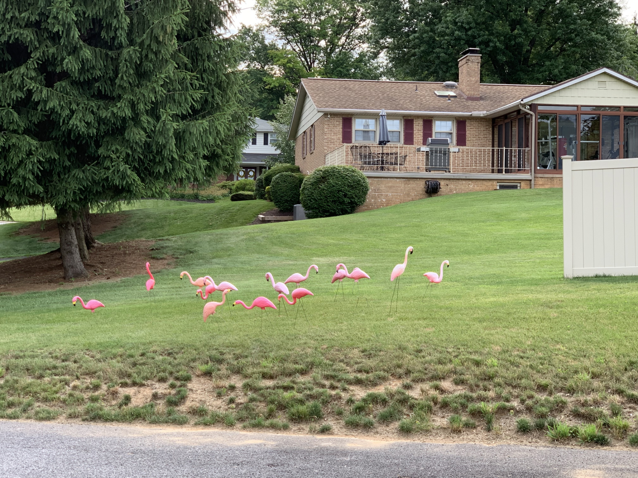 We were flocked today!  ❤️ It and could use a good laugh 