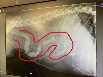 Ezra's second X-ray - the sand had more than doubled!