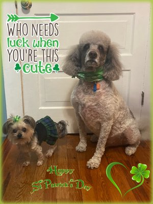 Bella and Ezra sporting their St. Patrick’s Day green!  There is nothing cuter than a Shorkie in a kilt! 😍
