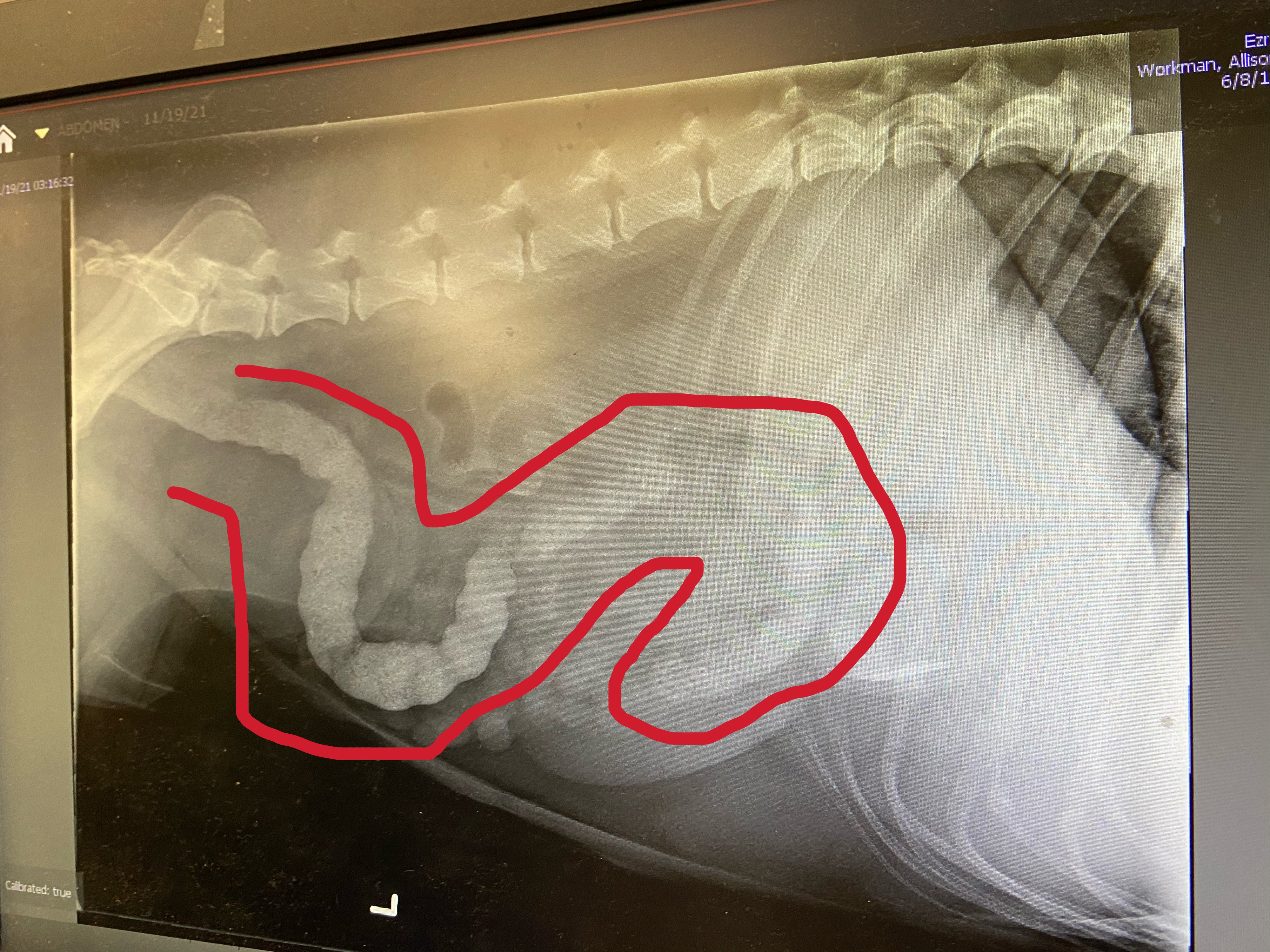 Ezra's second X-ray - the sand had more than doubled!