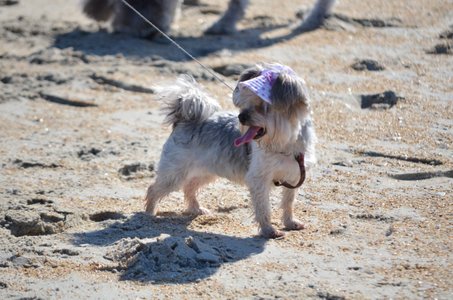 Bella having a blast on the beach while looking diva in her sun hat :)