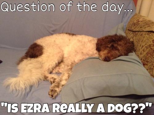 Question of the day... "Is Ezra really a dog??"  Ezra loves pillows and actually sleeps with his head on them...just like a human!
