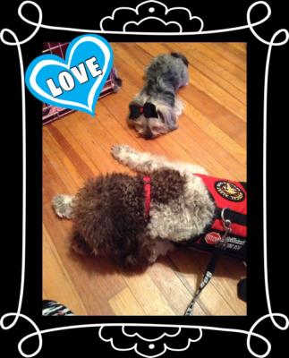 Sweet doggie siblings (Bella - Shorkie & Ezra - Labradoodle) being so good in a down stay while Mommy packed their things for a fun family vacation :)