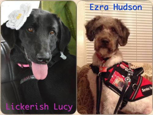 A comparison of my precious Lickerish (black lab) and handsome Ezra (Labradoodle)...Ever since he got his summer cut he has reminded me of "Licki"!