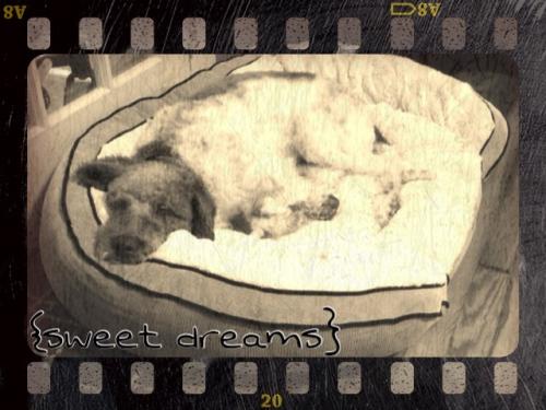 {sweet dreams}.... Ezra sleeping in his "place" (AKA bed) :)