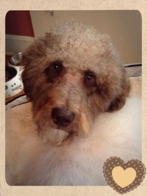 I can finally see those precious angel eyes again now that Ezra got groomed! :) {a picture of Ezra's face}
