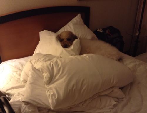 Wanna play "Where's Ezra?" ;) {Ezra napping amongst a big pile of pillows}