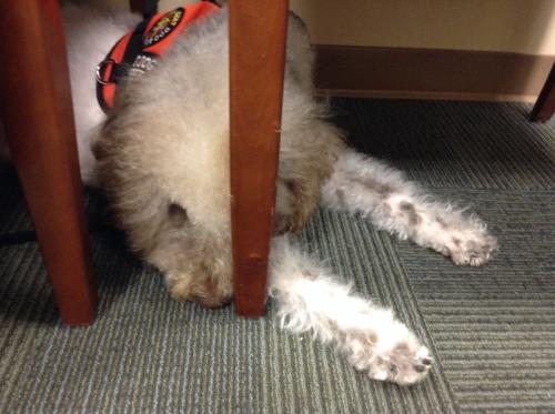 My sweet little man taking a chill under a chair in the waiting room