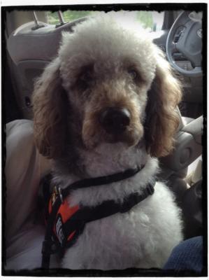 Ezra waiting patiently, in a borrowed van, to go into the hematologist's office. :)