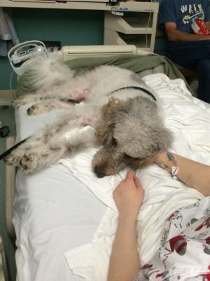 With taking his vest off, Ezra can be a medical alert dog turned therapy dog. ;)  He loved visiting Valerie!
