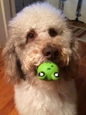 Just a boy and his frog... :)  This is Ezra with his favorite froggy toy in his mouth.