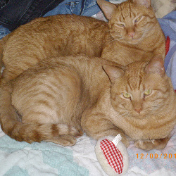 My two brothers,Curious George,and Rico,better known as "the Dude".
George is in the back,the one you see smiling for the camera.