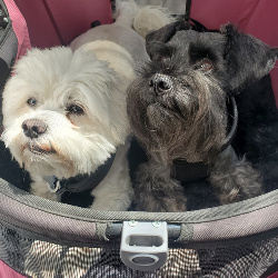 Handsome (12) and Spike (13) waiting for a ride in their stroller.