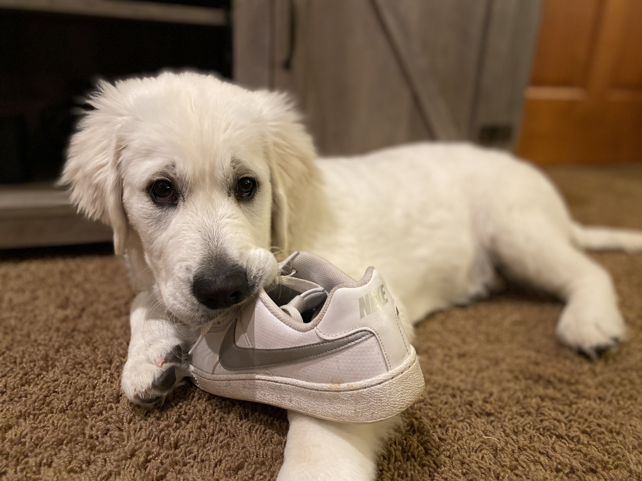 He wasn't getting my attention so he grabbed my shoe and laid in front of me--no chewing just staring.