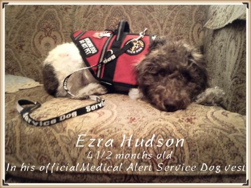 Ezra's first day in his official Medical Alert Service Dog vest