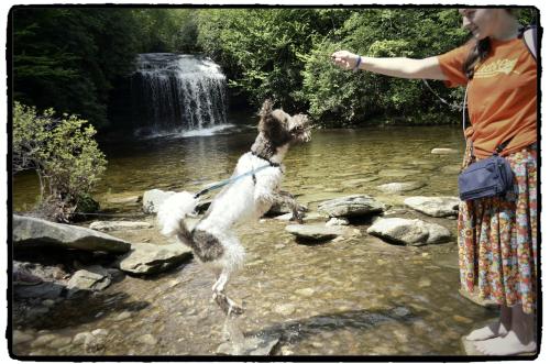 A picture for all of those who say "poor puppy, he never gets to play"... THIS is Ezra when he doesn't have his working vest on -- Ezra jumping straight up in the air to get a stick while in the water at Schoolhouse Falls in Lake Toxaway, NC...5/28/14 - family vacation 2014