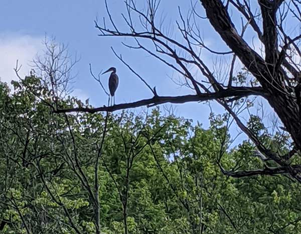 Michael the great blue heron?