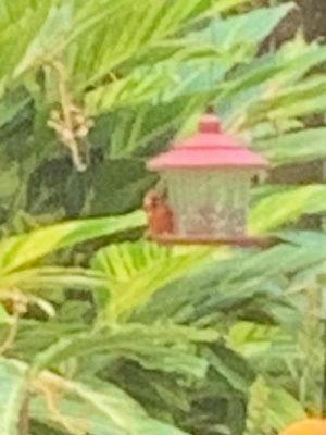One of the 4 cardinals that were here this afternoon 