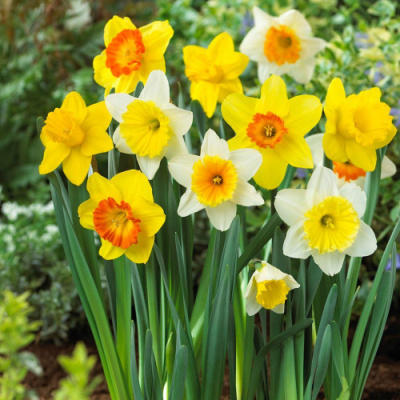 Dr Mercola updates his anti-cancer checklist http://tapnewswire.com/2018/12/dr-mercola-updates-his-anti-cancer-checklist/
 Mon 9:54 am UTC, 31 Dec 2018  
posted by Tapestry
Even the humble daffodil contains a valuable alkaloid with anticancer properties called haemanthamine. This alkaloid inhibits the protein production cancer cells depend on to grow and flourish.